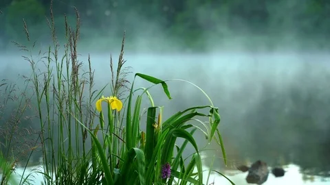 Wild grass and beautiful iris flowers with dew misty early morning on lake Stock-Footage 77922558