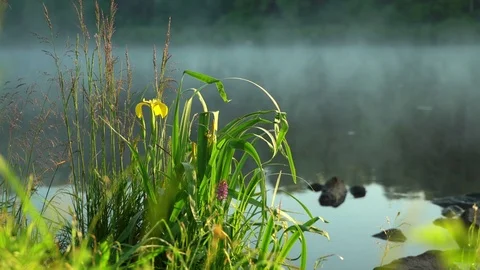 Wild grass and beautiful iris flowers with dew misty early morning on lake Stock Footage 78125379