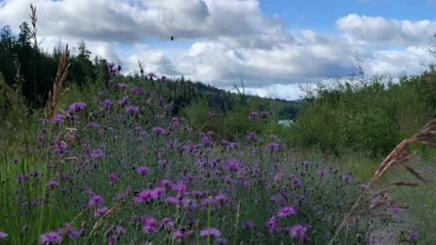 Wild grass and flowers Stock Footage 146821272