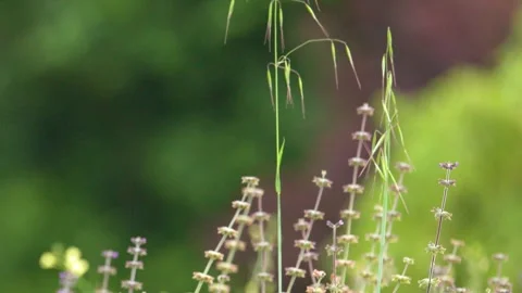 Wild Grass and Lavender Flowers Swaying Gently in Breeze Stock Footage 346356873