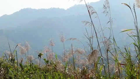Wild grass and layered mountain hills in soft morning haze Stock Footage 329176663