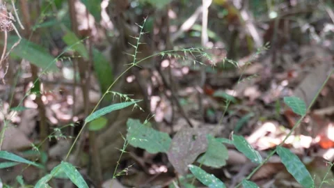 Wild grass and leafy plants growing Vidéo 329402783