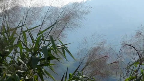 Wild grass and misty mountain landscape in soft daylight Stock Footage 329176522