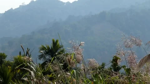Wild grass and mountain landscape with soft natural light Video stock 329176596