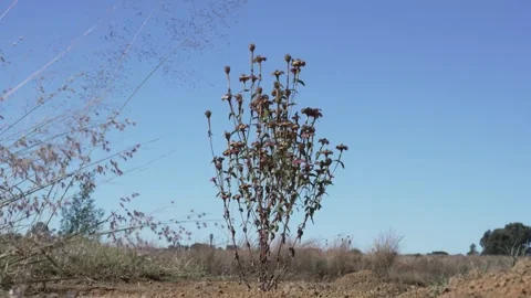 Wild grass and sky in the open bush veld, waiving in the wind Stock Footage 241750660