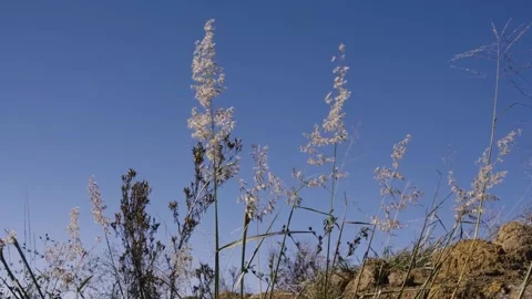 Wild grass and sky in the open bush veld, waiving in the wind Stock Footage 241750669