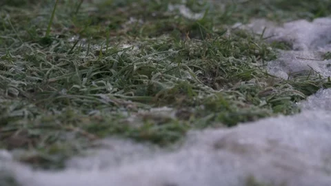 Wild grass and thistles in alpine meadow Stock Footage 327619713