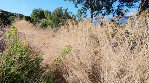 Wild Grass and Thorns Moving in the Wind in Greece Stock Footage 321533546
