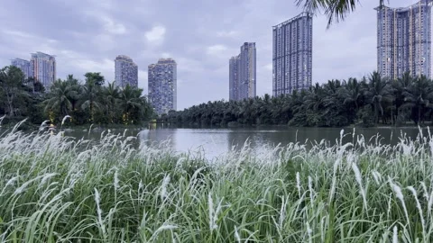 Wild Grass And Tropical Calm In Ecopark Stock Footage 335737993