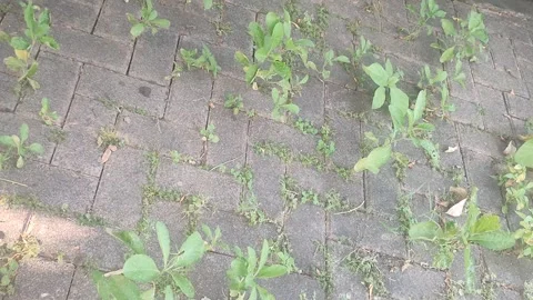 Wild Grass and Weeds Growing Between Paving Stones Swaying in Gentle Breeze Stock Footage 339592822