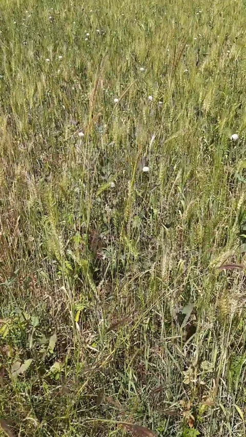 Wild Grass and Wheat Plants Swaying Naturally in Wind on Farmland Video stock 335077695