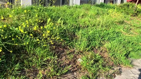 Wild grass and yellow roadside flowers in sunlight Stock Footage 311120554