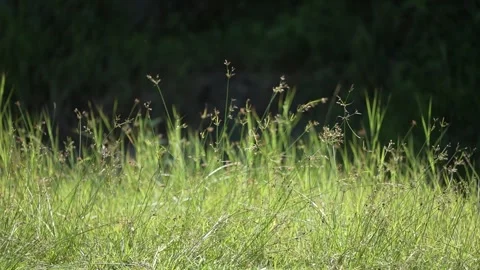 Wild grass around the mountain area Stock Footage 262293295