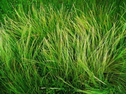 Wild grass background Stock Photos