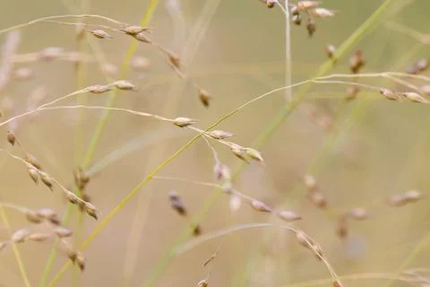 Wild grass background Stock Photos