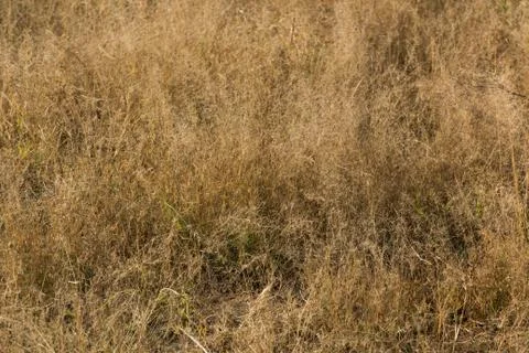 Wild grass background Stock Photos
