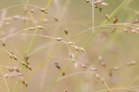 Wild grass background Stock Photos