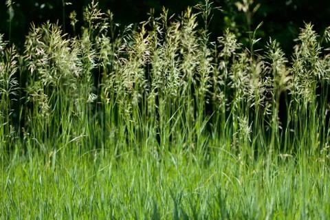 Wild Grass Background Foto stock