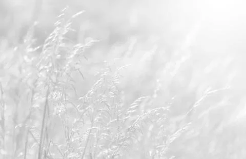 Wild grass background Stock Photos