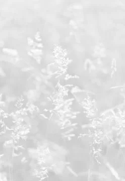 Wild grass background Stock Photos