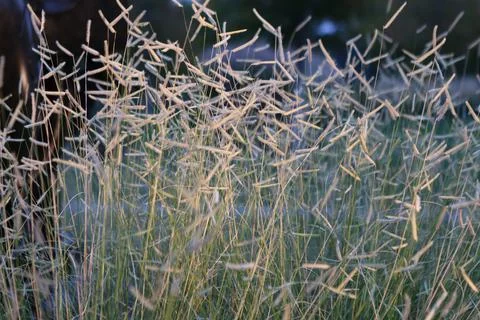 Wild grass background Stock Photos