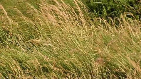 Wild Grass Being Blown By High Wind Stock Footage 75821645