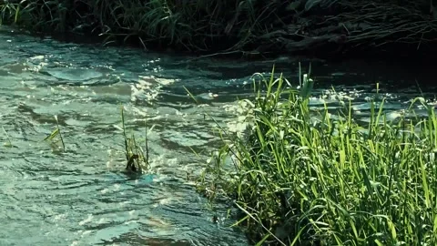 Wild grass beside the river Stock Footage 304149916