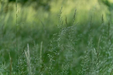 Wild grass blades gently swaying in a sunlit meadow. Stock Photos