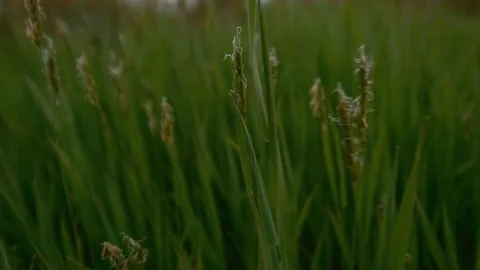 Wild Grass Is Blooming In The Field. Close-up. Backward Movement. Stock Footage 99745839