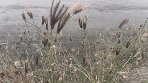 Wild Grass Blowing Gently in Coastal Wind Background Stock Footage 344761441