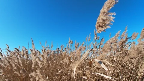 Wild Grass Blowing in Wind Against blue sky Stock Footage
