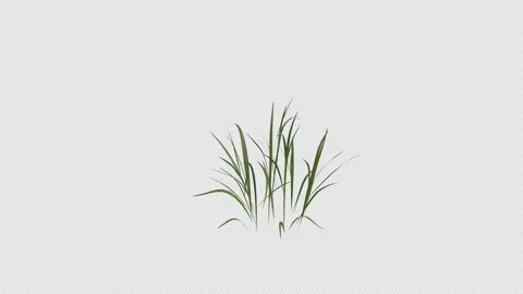 Wild Grass blowing in the wind. Alpha Channel. Loop Animation Video stock 291014679