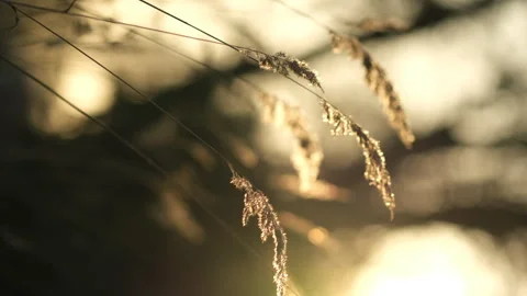 Wild grass blowing in the wind, evening sun shine. Vertical video Stock Footage 254673433