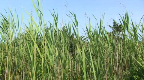 Wild Grass Blowing in the Wind Stock-Footage 314125