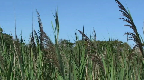 Wild Grass Blowing in the Wind Stock Footage 315753