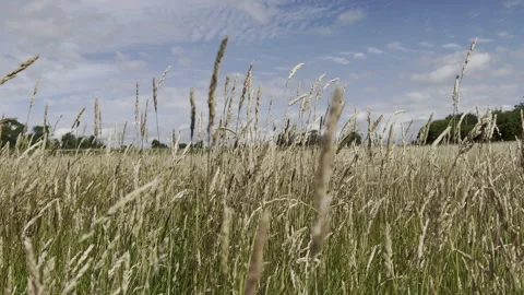 Wild Grass Blowing In The Wind Stock Footage 240421631