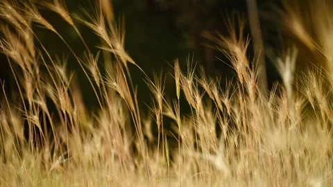 Wild grass blowing in the wind Видео 244228291