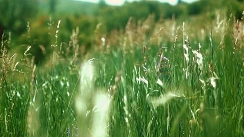 Wild grass blowing in the wind Stock Footage 303260341