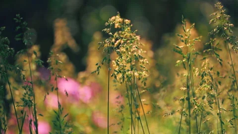 Wild grass blowing in the wind. shot in slow motion Stock Footage 162415469