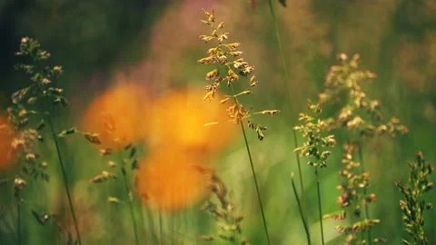 Wild grass blowing in the wind. shot in slow motion Stock Footage 162415805