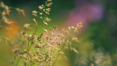 Wild grass blowing in the wind. shot in slow motion Stock Footage 162415999