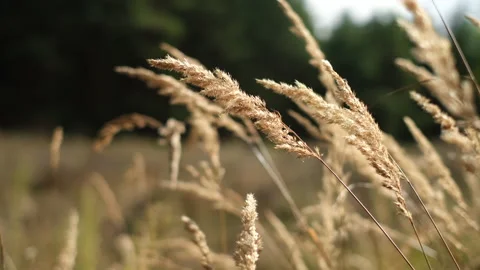 Wild grass blowing in the wind. Wild grass sway in the wind Stock-Footage 161970814