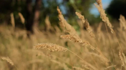 Wild grass blowing in the wind. Wild grass sway in the wind 스톡 동영상 162303021