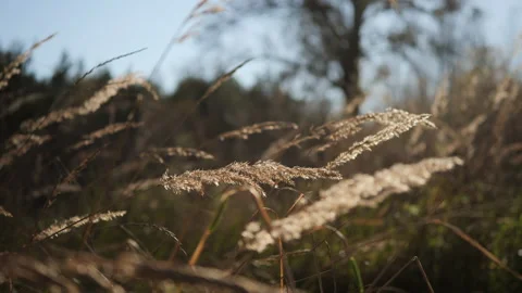 Wild grass blowing on the wind. Wild grass sway in the wind Video stock 219320300