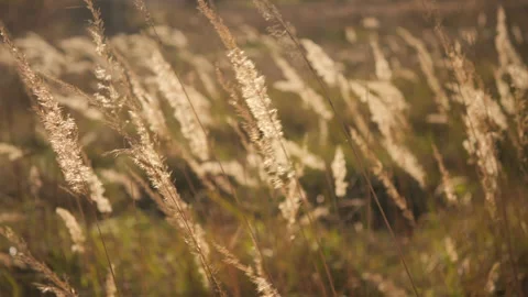Wild grass blowing in the wind. Wild grass sway in the wind Stock-Footage 220417921