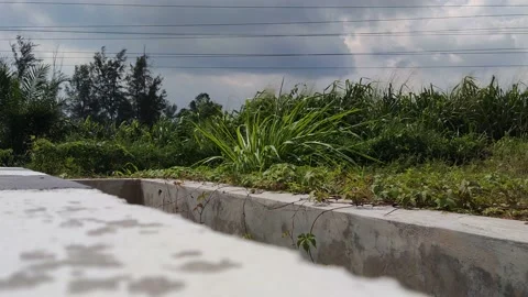 Wild grass blown by the wind beside drain areas Stock Footage 217881204