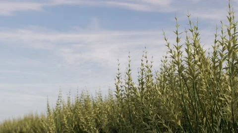 Wild Grass blown by wind 库存影片 229951399