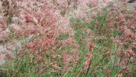 Wild grass blown by the wind Stock Footage 304782596