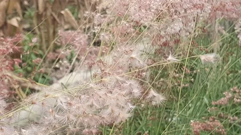 Wild grass blown by the wind Stock Footage 304782928