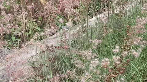 Wild grass blown by the wind Stock Footage 304795846